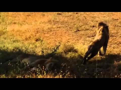 Lions resting in the Serengeti - HerdTracker at the wildebeest migration