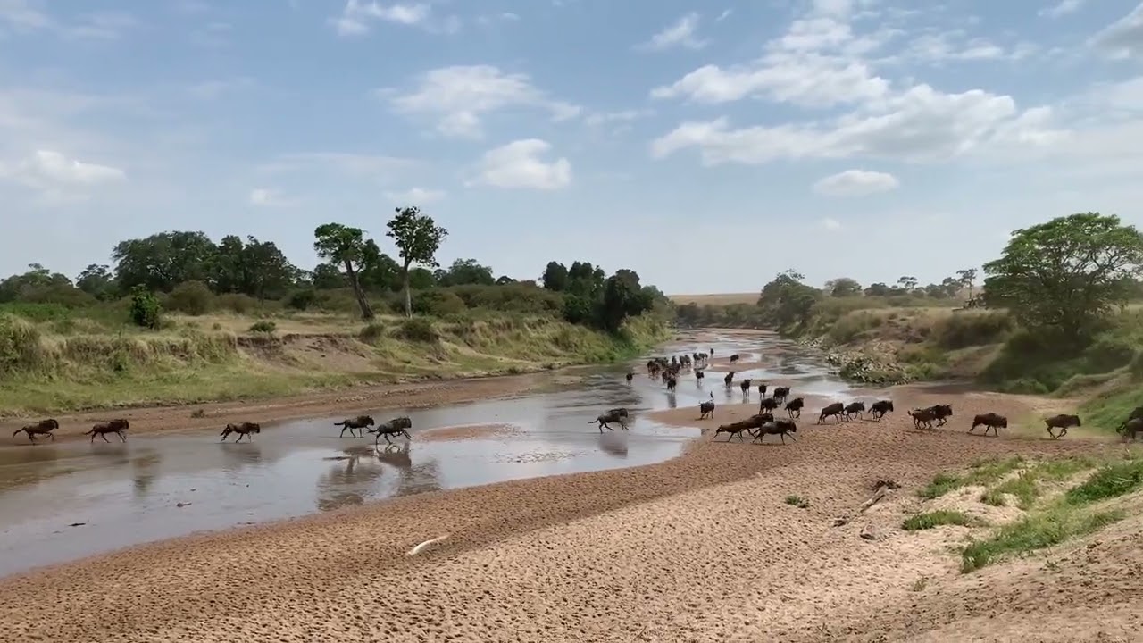 Wildebeest Migration seen crossing the Sand River into Kenya