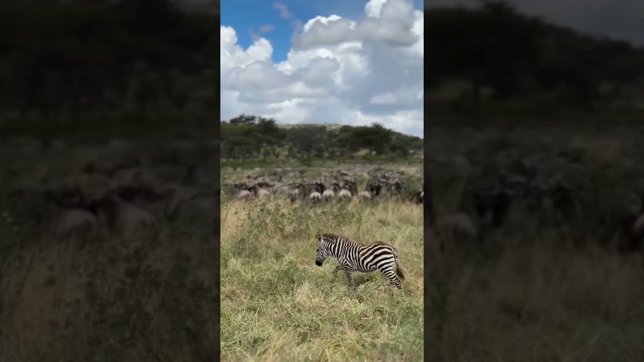 Baby zebra steals the spotlight from wildebeest herd in the Serengeti!