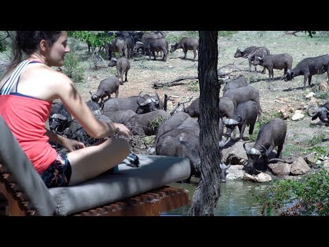 Guests Watch Buffalo Drinking in Front of Chacma Bush Camp