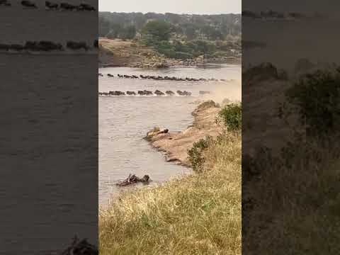 Mara river crossing spotted at crossing no 4