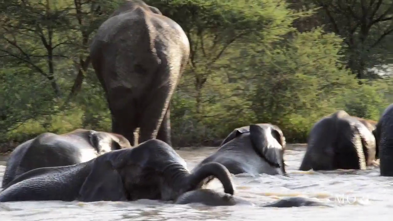 Swimming elephants at Marataba Safari Lodge