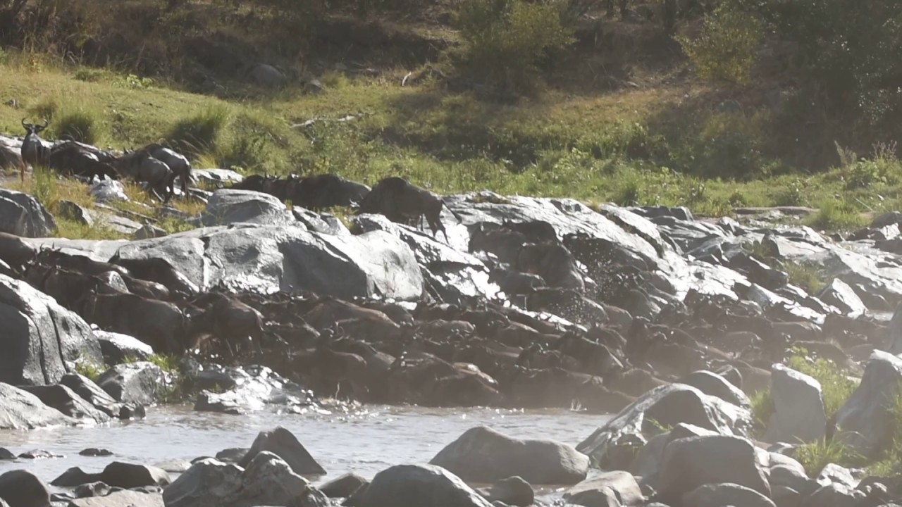 Wildebeest Migration Mara River Serengeti - 7/19/2017