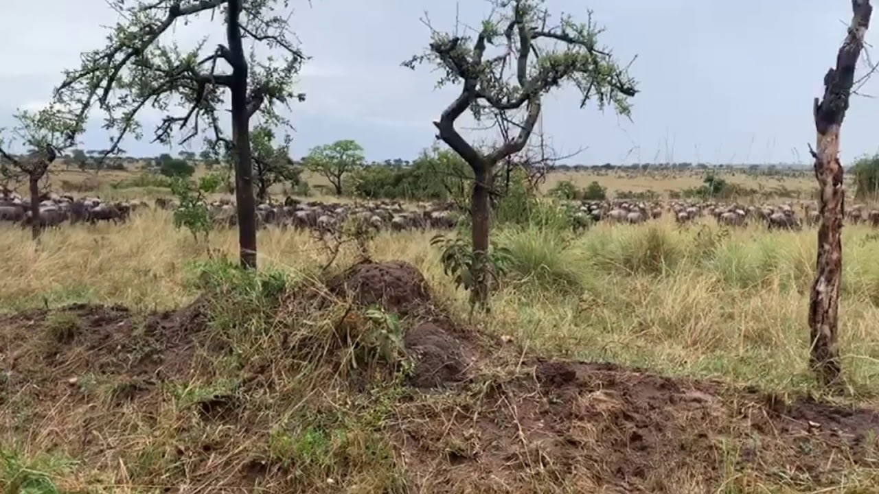 Latest #HerdTracker update: Great Migration heading towards Fort Ikoma and the Lobo area