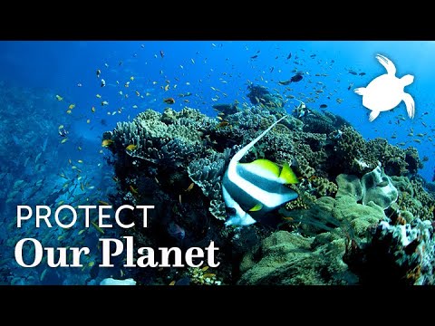 Leaving our Oceans a Better Place | Oceans Without Borders | Marine Conservation