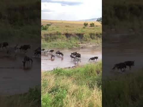 First crossing of the season with lots of wildebeest at the Sand River