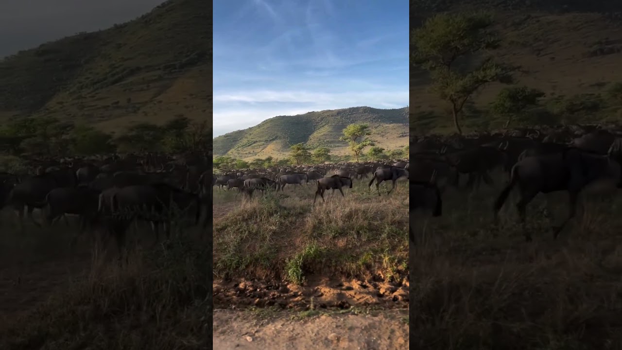 Huge herd spotted near Retima Pool
