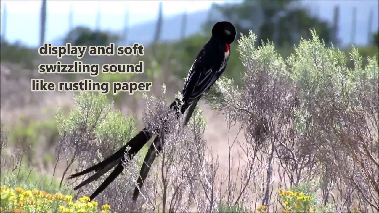 Long-tailed Widowbird male calling and displaying for females