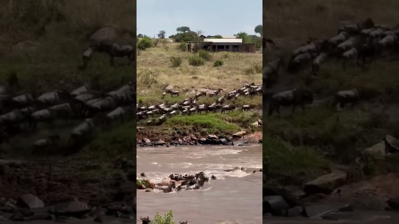 Crocodiles get lucky at Crossing nr. 0 on the Mara River!