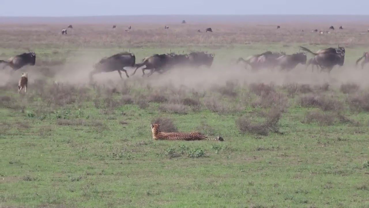 Herds scatter as they're chased by predators in Ndutu Plains