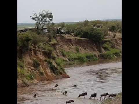 Latest #HerdTracker update: Wildebeest cross the Mara River to migrate from Serengeti to Masai Mara