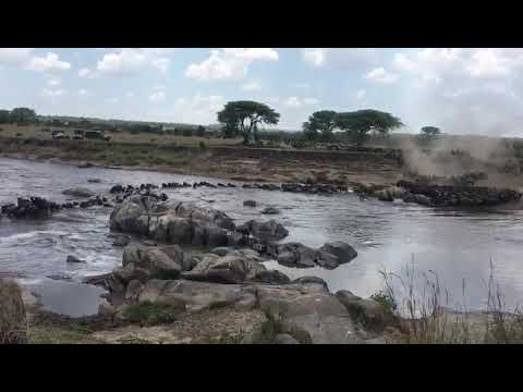 Wildebeest migration is still out in full force in the Serengeti National Park