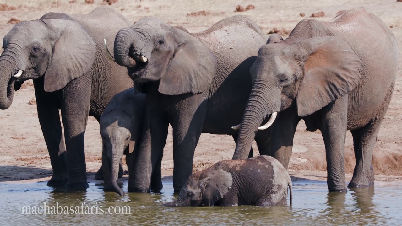 Verney's Camp | Machaba Safaris