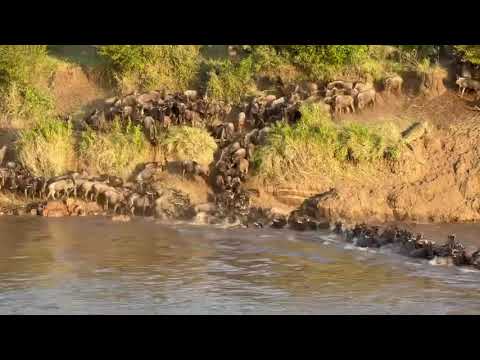 Wildebeest Cross the Mara at Crossing Point #7