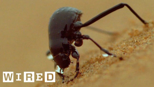 Can Namib Desert Beetles Help Us Solve Our Drought Problems? | Think Like a Tree