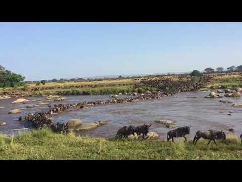 Thousand of wildebeest crossing point number 7 in the Mara River