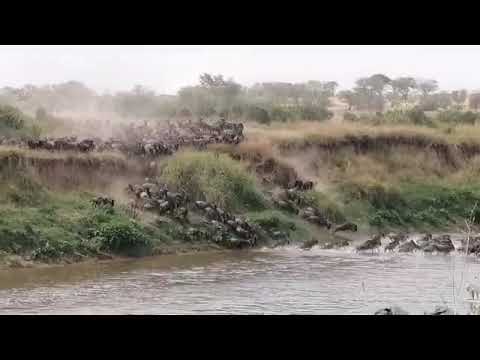 More Mara river action at crossing no 4!