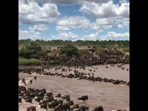 Latest #HerdTracker update: Huge crossings at point no 4