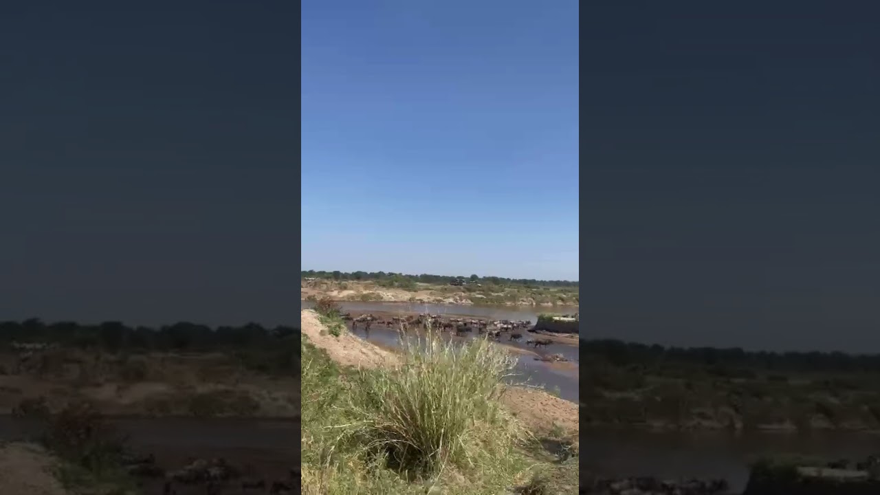 Wildebeest herd crossing at number 3 on the Mara River!