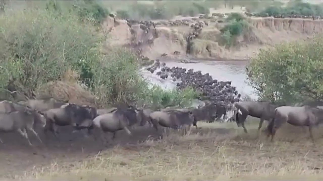 Megaherd crosses the Mara river at no 3!