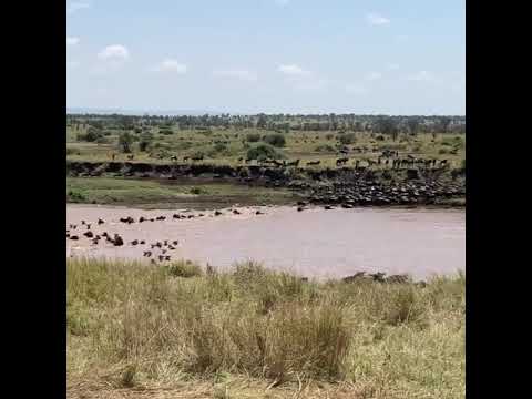 Latest #HerdTracker update: Great Wildebeest migration crossing point number 3