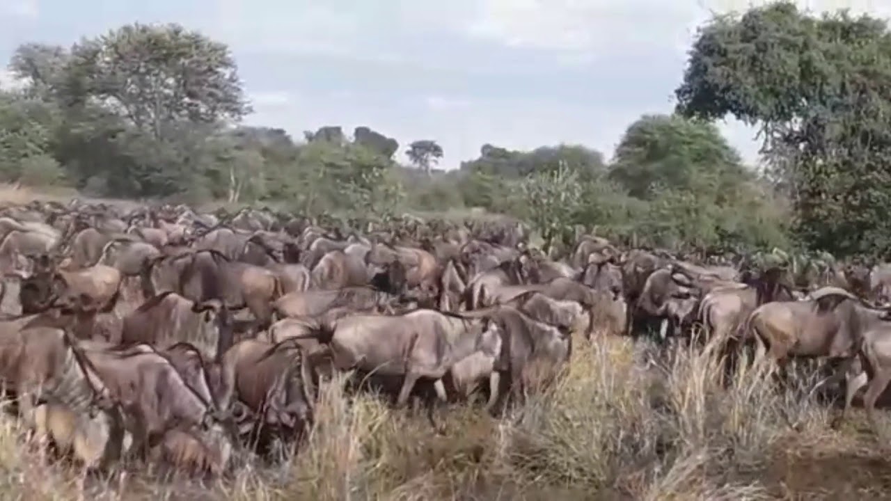 Great Wildebeest Migration in the Western Serengeti