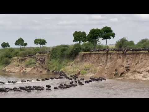 Huge Mara river crossing between no 3 & 4!