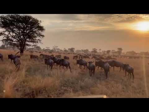 Large herd spotted at sunset in the Ikoma area