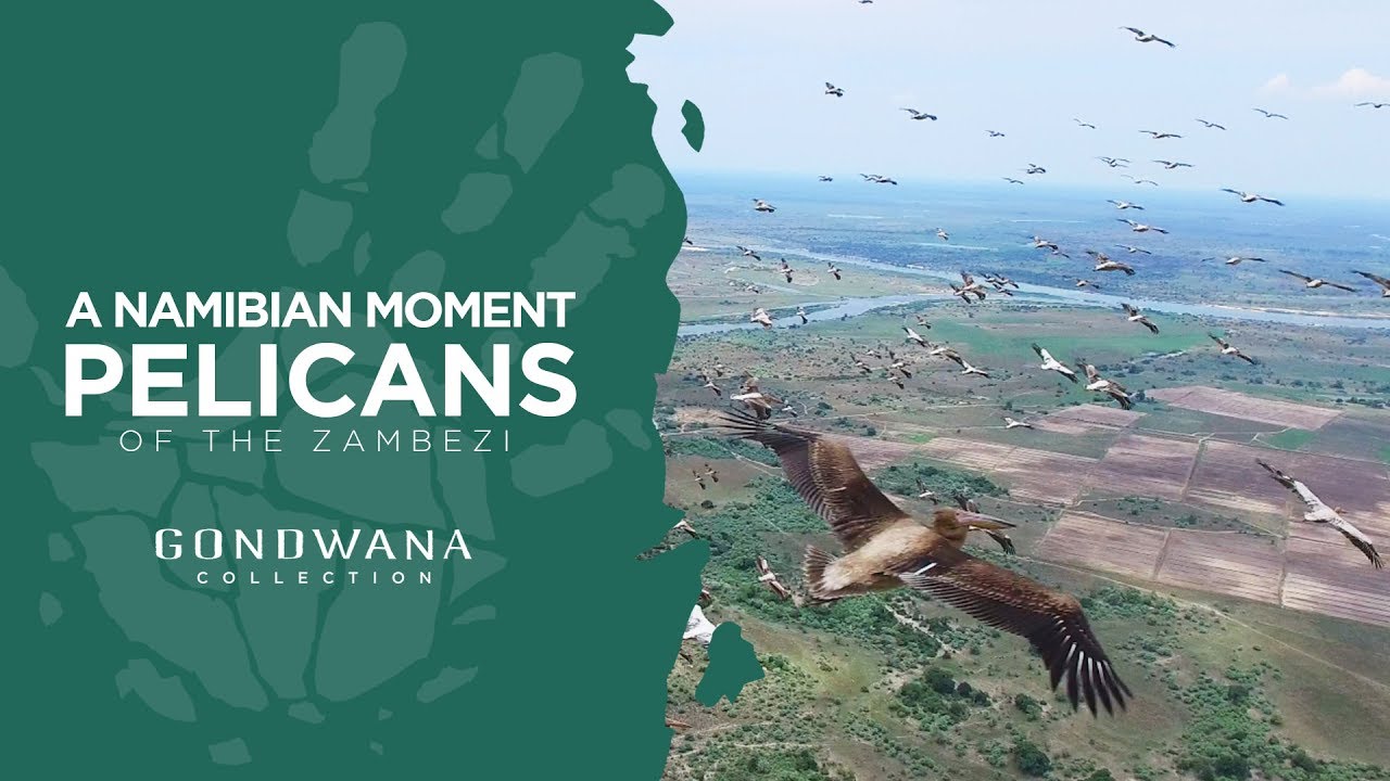 A Namibian Moment - Pelicans Of The Zambezi