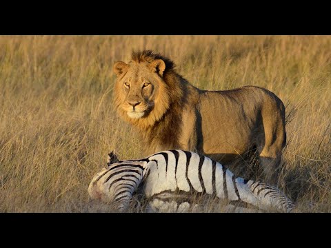 Camp Hwange - wild, diverse, friendly, expertly guided