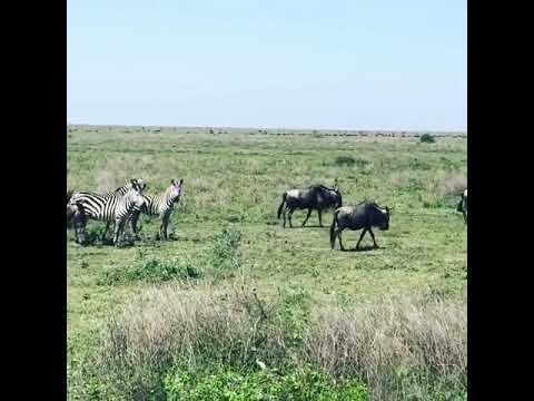 Wildebeest and zebra in the Serengeti National Park