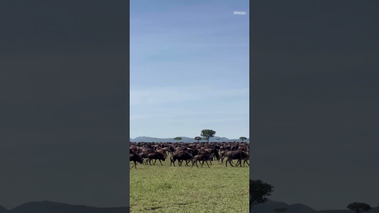 Wildebeest herd spotted grazing in Musabi Plains