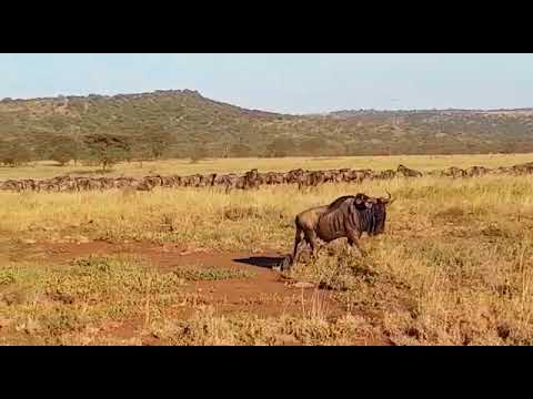 The great migration arriving in the Soroi area