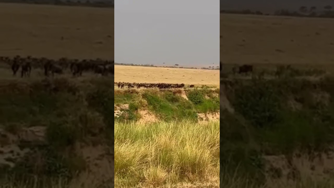 Lions waiting for the wildebeest herd to cross over at Olarro Crossing Point!