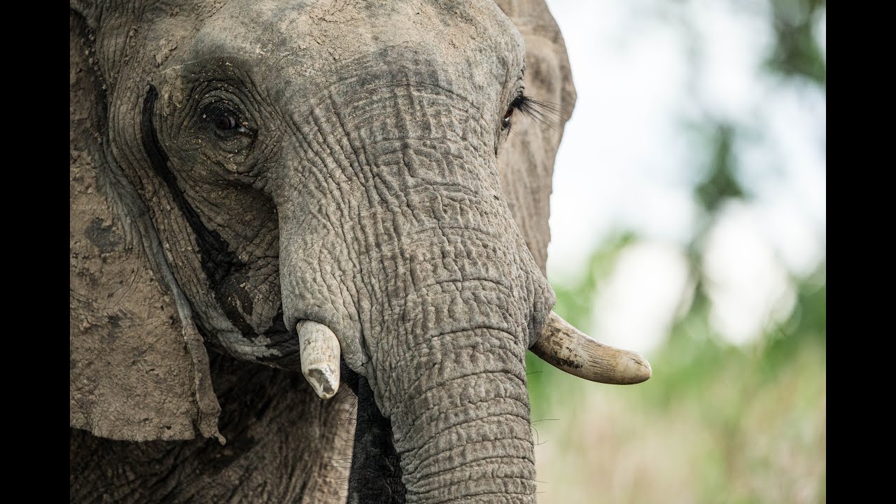 Ila Safari Lodge Wildlife