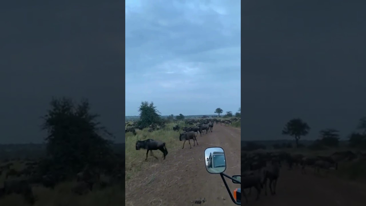 Massive wildebeest herd all around the roads in Kogatende!