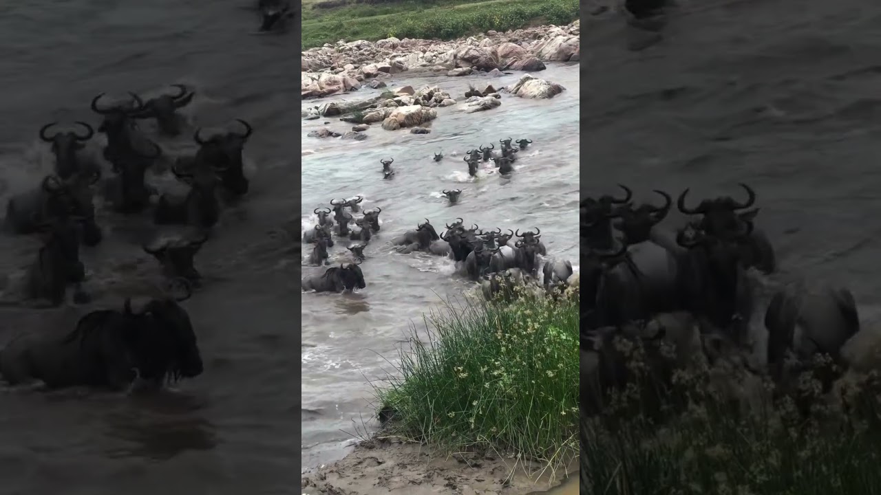 Wildebeest herds crossing near crocs in Kogatende!