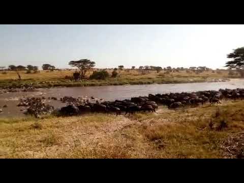Great Migration crossing the Mara River at number 9
