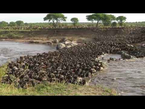Great Migration river crossing at point No 7 in the Serengeti