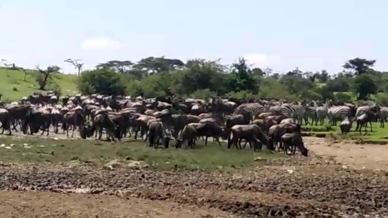 Latest #HerdTracker update: Loita Migration in the Naboisho Conservancy