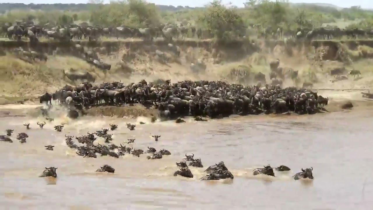Wildebeest herd at crossing number 7