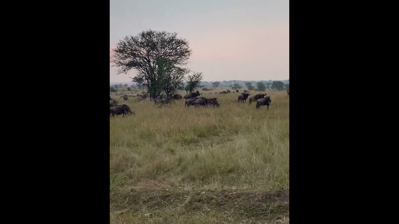 Wildebeest herd spotted near Kleins Gate