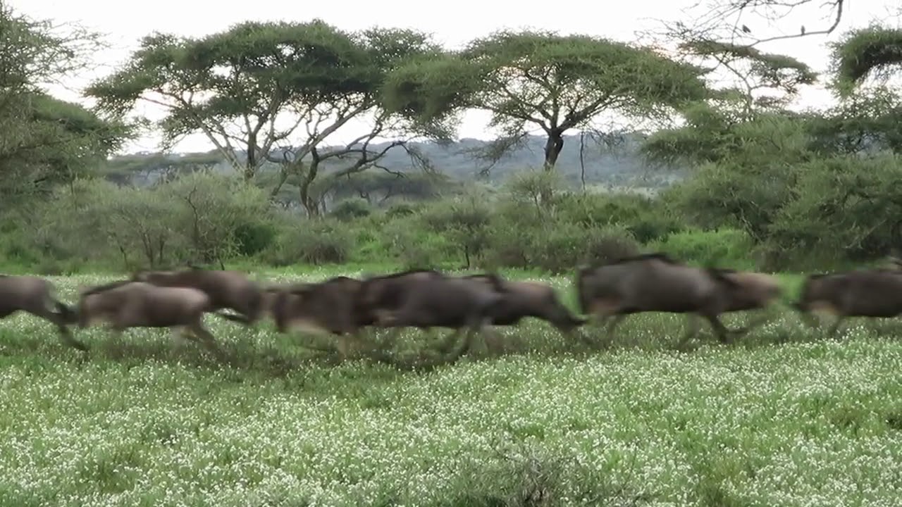 Great herds matching along the Lake Masek in the Ndutu