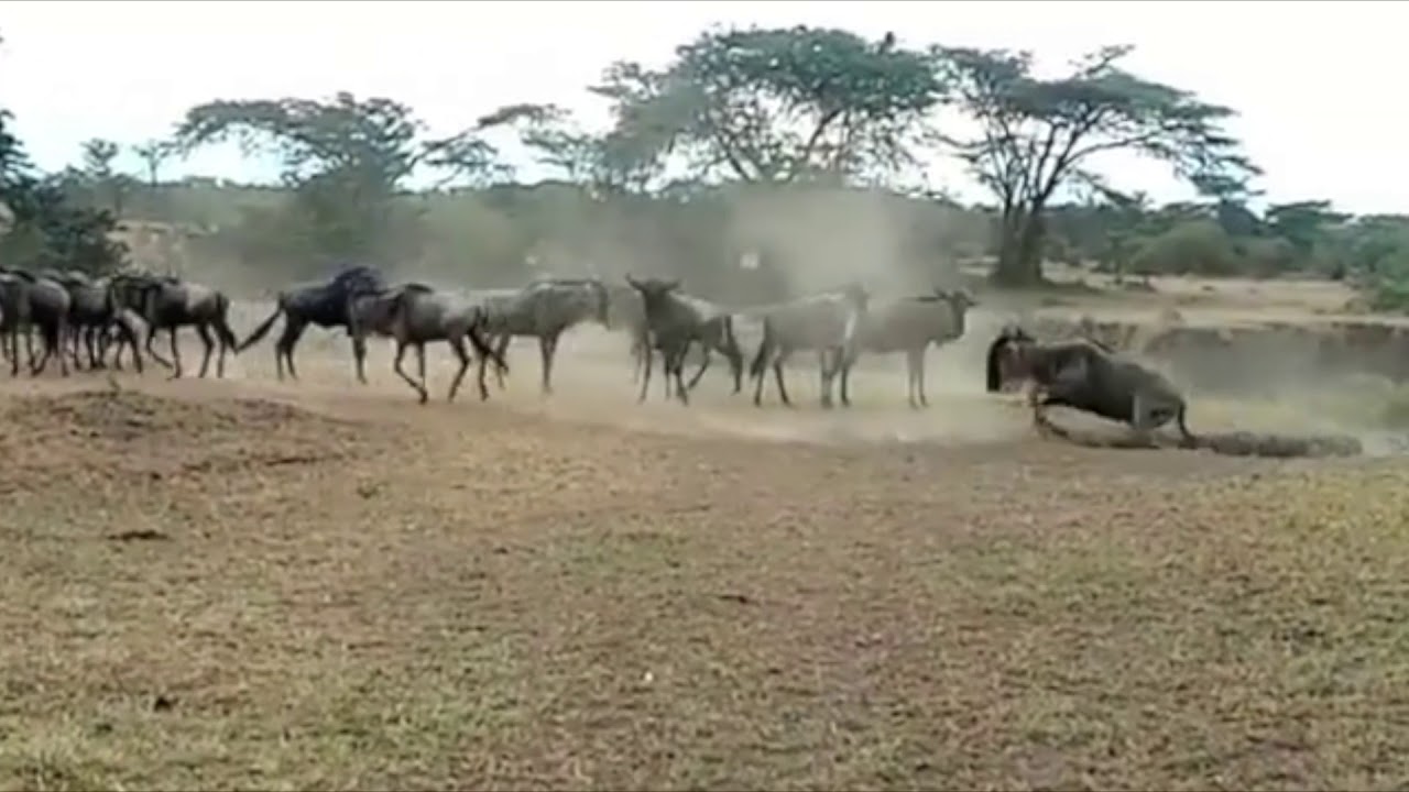 Latest #HerdTracker Update: The Loita Migration
