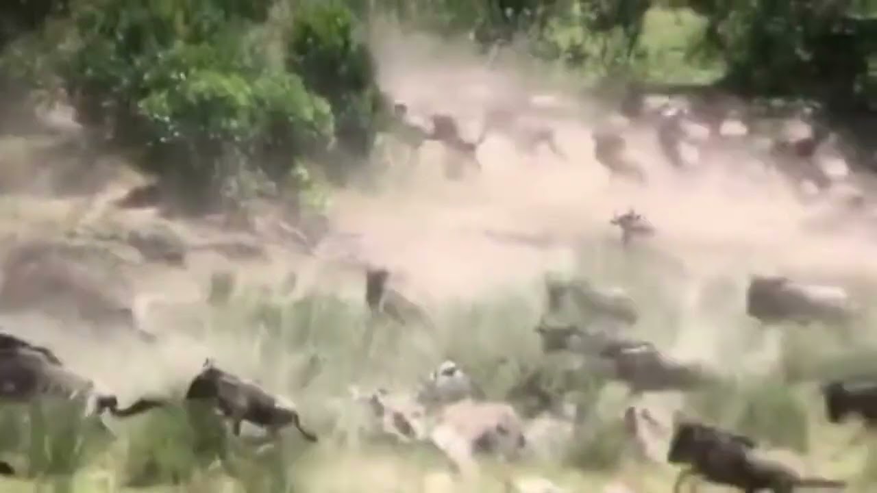 Herd spotted with a hunting leopard!