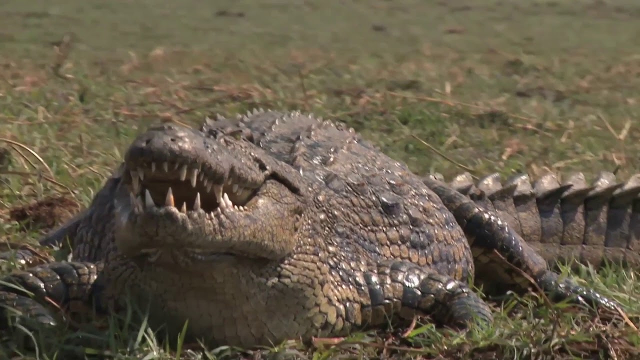 Pangolin photography tour of Botswana