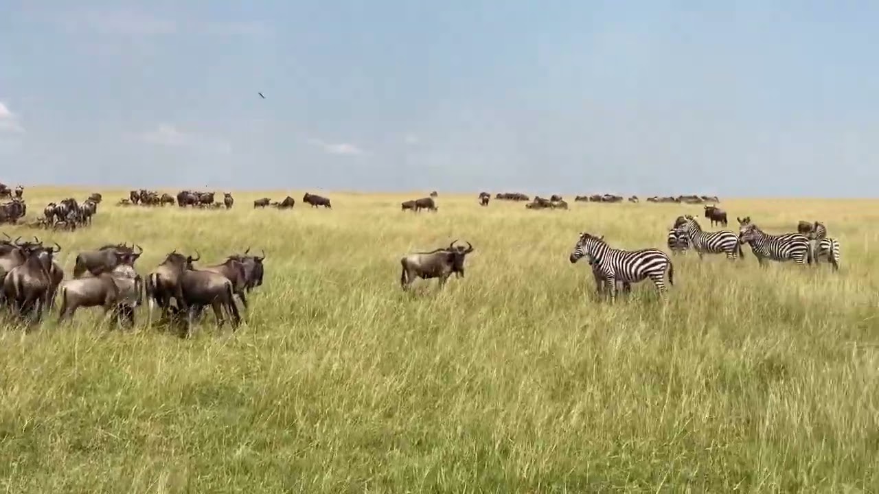 Massive herd gathering near Kogatende!
