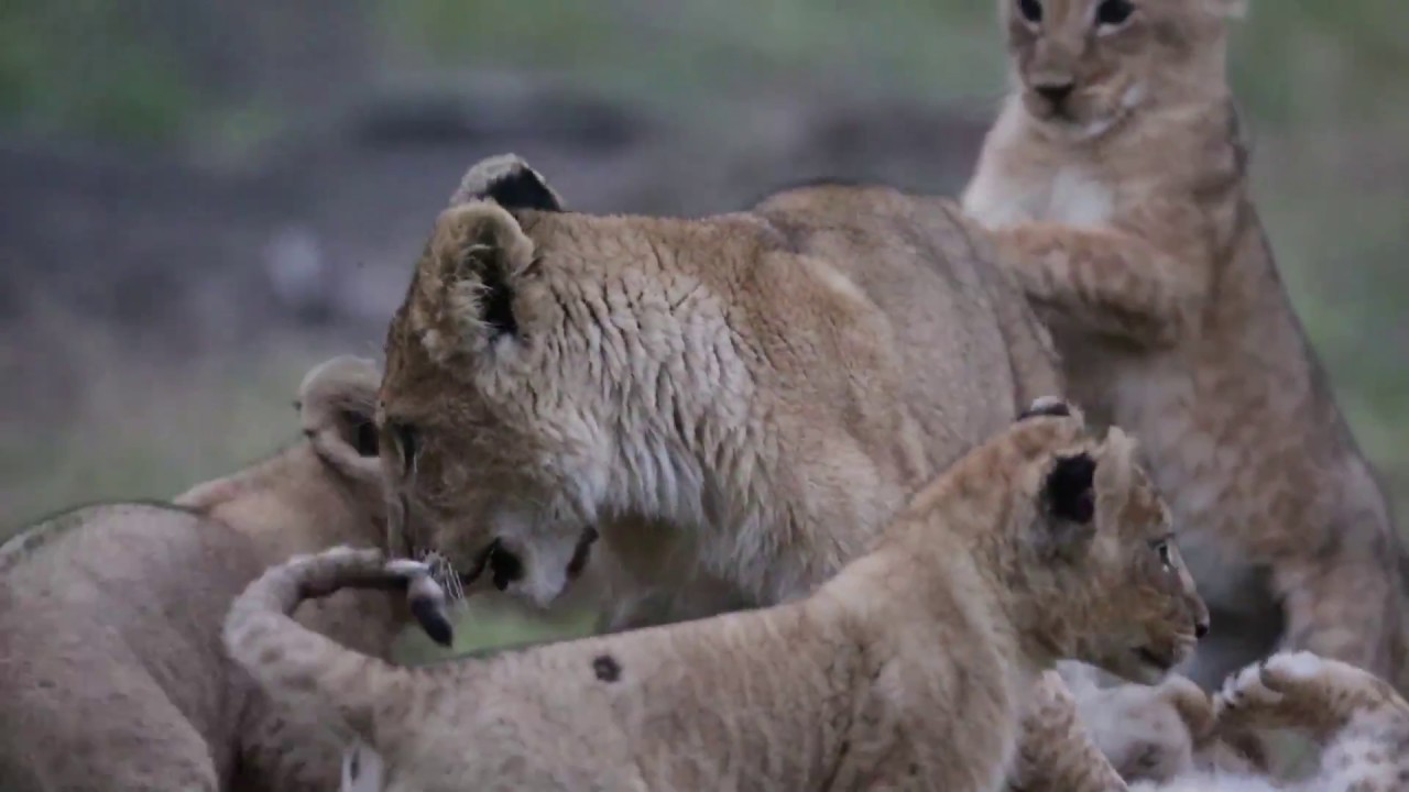 Lion cubs first showing #KenyaLive Safari