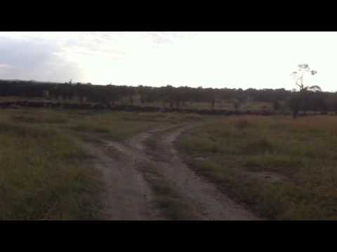 Migration crossing the Mara River close to Lemala Mara - 7 August 2015