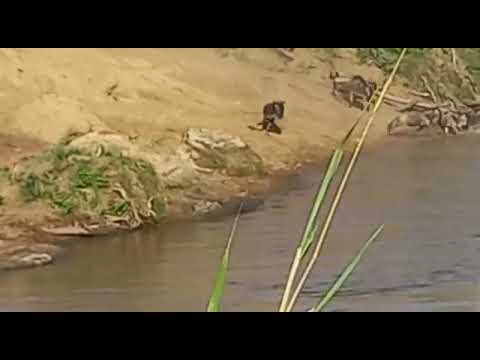 August Wildebeest Migration Update from The Africa Experience